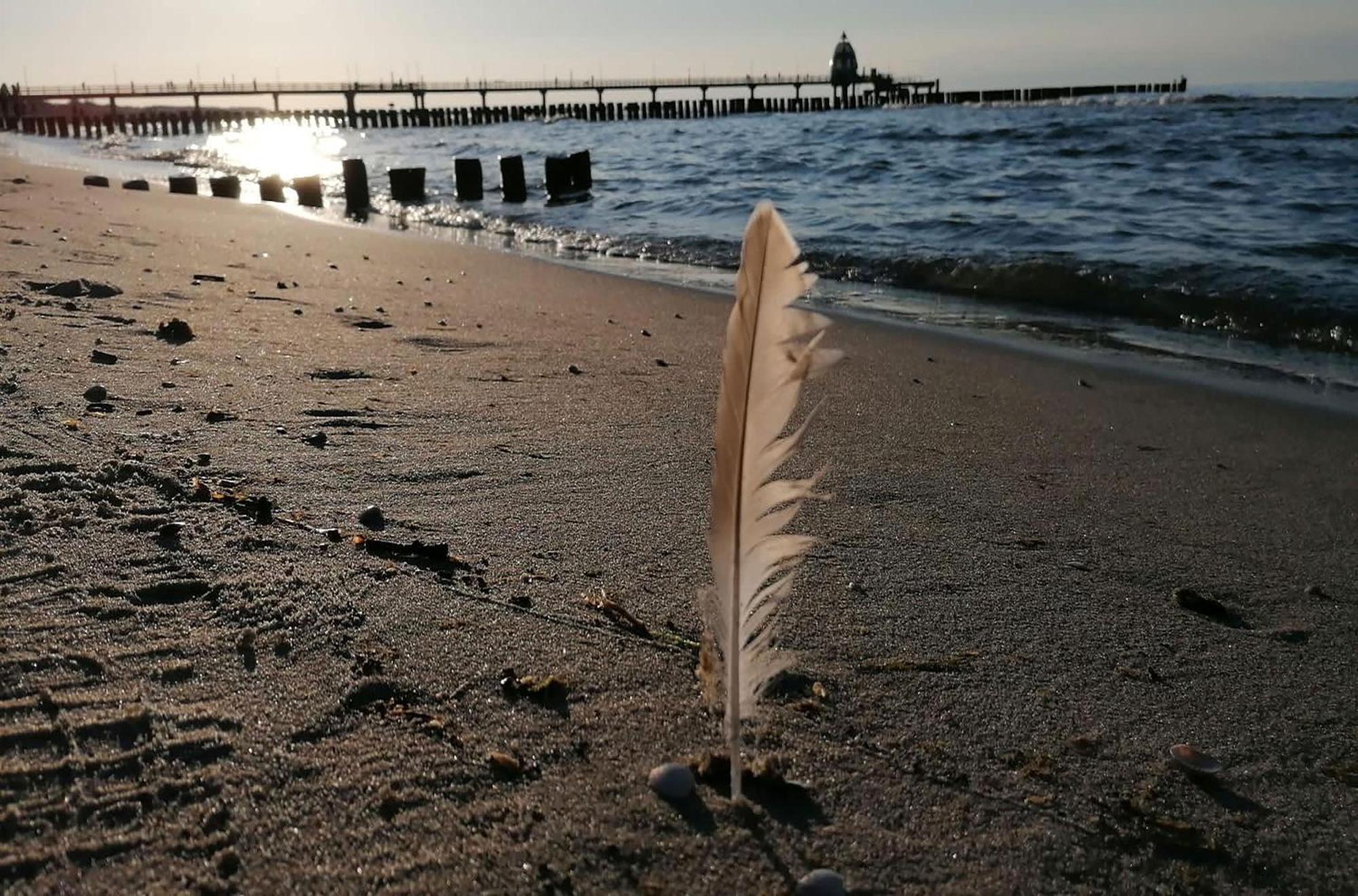Seebaer Mit Terrasse Zingst Eksteriør bilde